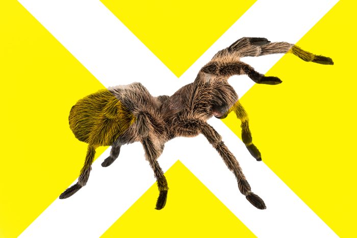 Shockingly Common Dog Dangers Backyard spiders